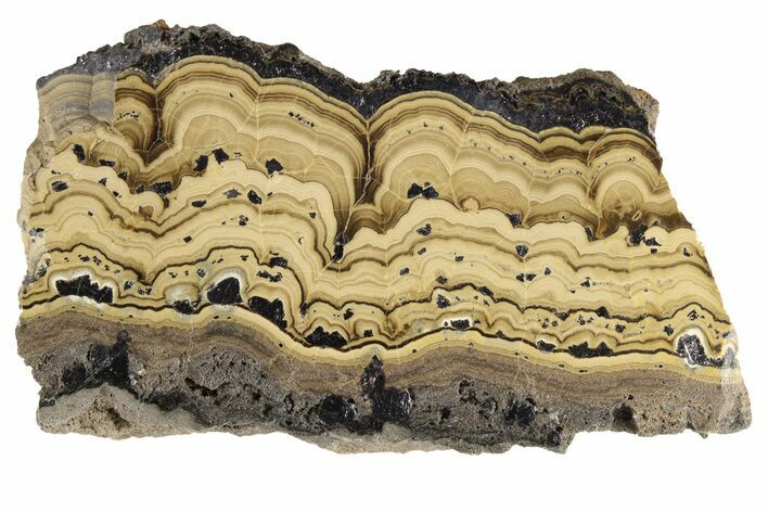 Polished Schalenblende Slice - Poland #228185